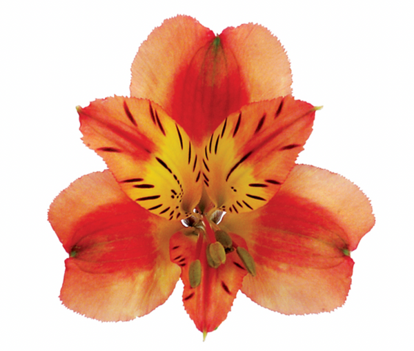 Alstroemeria