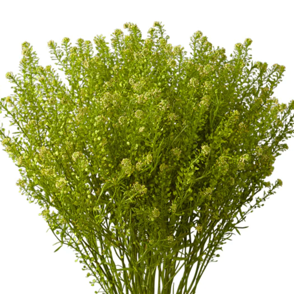 Lepidium