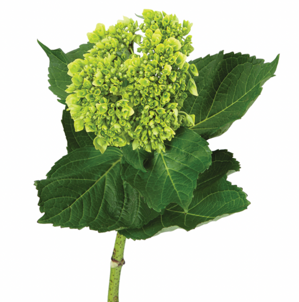 Hydrangea | per 5 stem