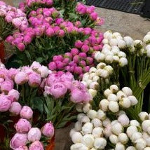 Alaskan Peonies