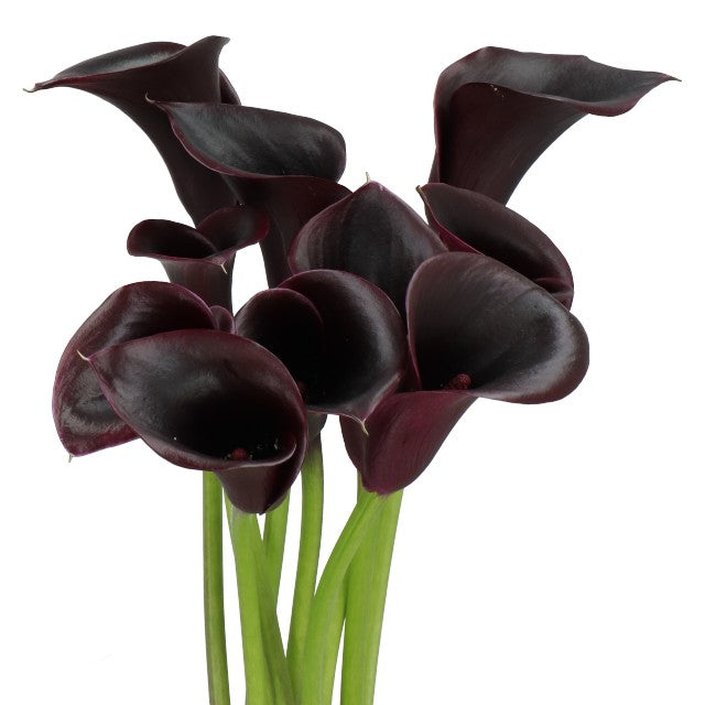 Calla Lily | Mini