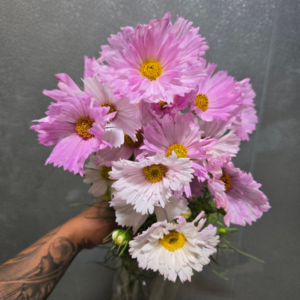 LOCAL Cosmos