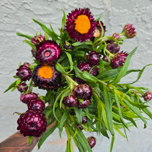 LOCAL Strawflower