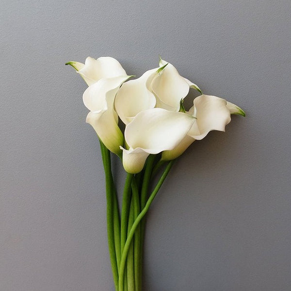 Calla Lily | Mini