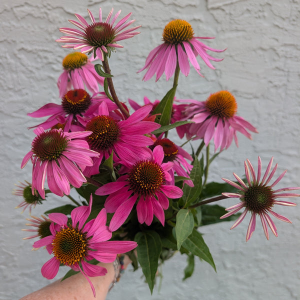 LOCAL Coneflower
