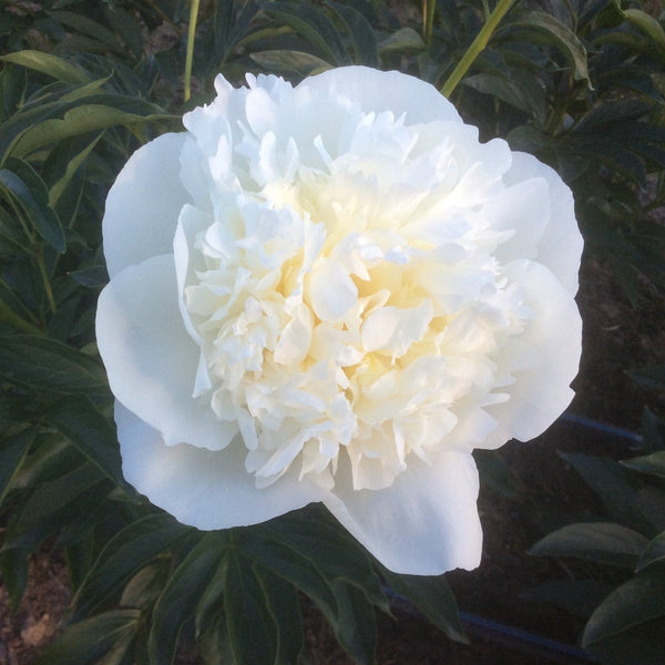 Alaskan Peonies