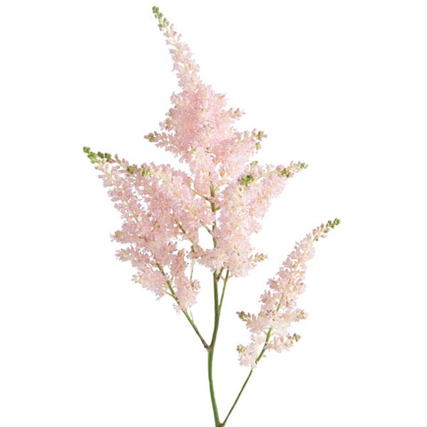 Astilbe