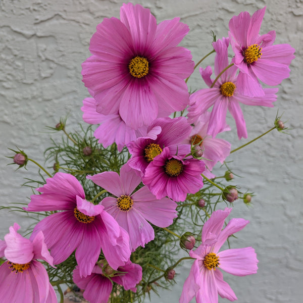 LOCAL Cosmos