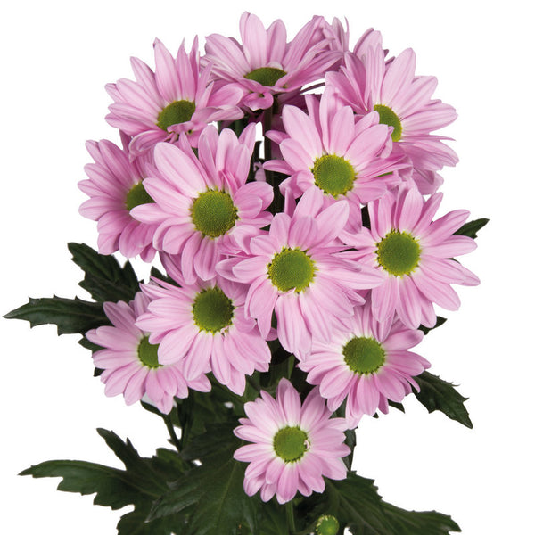 Mum | Daisy