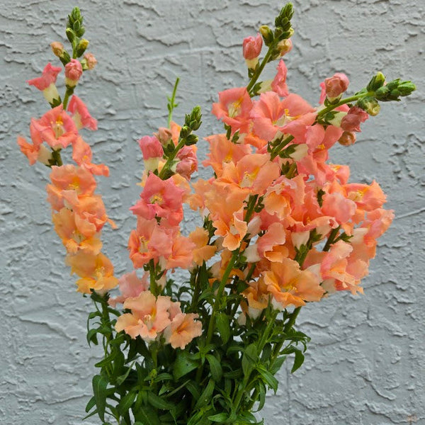 LOCAL Chantilly Snapdragon
