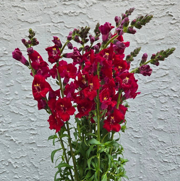 LOCAL Chantilly Snapdragon