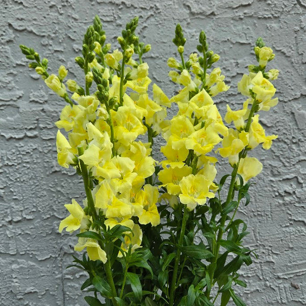 LOCAL Chantilly Snapdragon