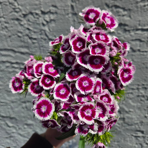 LOCAL Dianthus