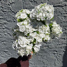 LOCAL Dianthus