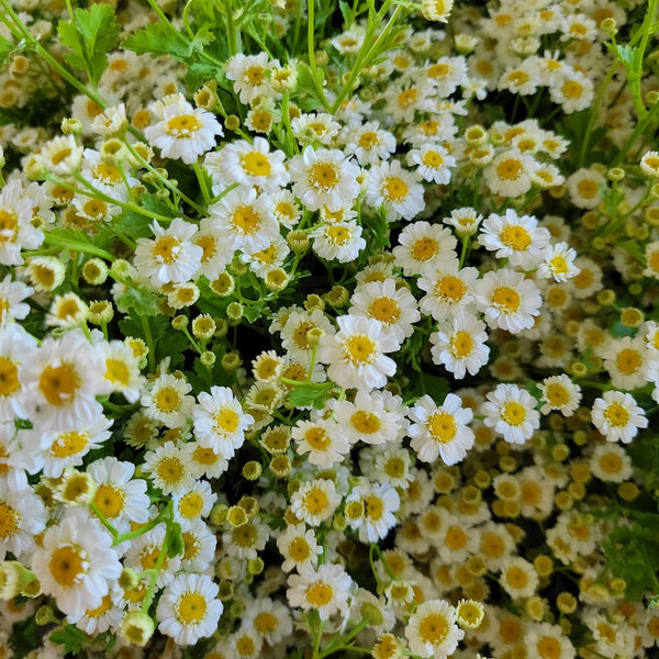 LOCAL Feverfew