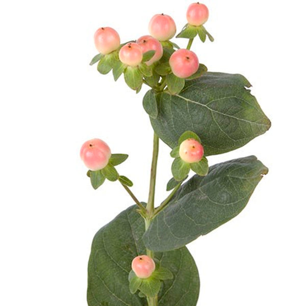 Hypericum