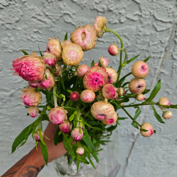 LOCAL Strawflower
