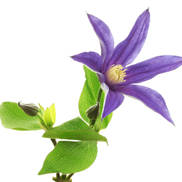 Clematis