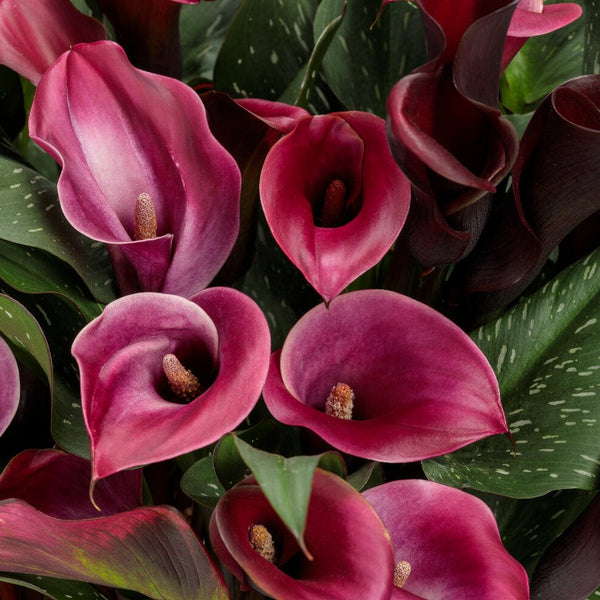 Calla Lily | Mini