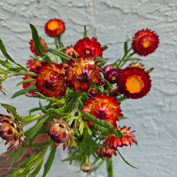 LOCAL Strawflower