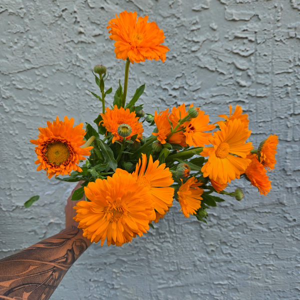 LOCAL Calendula