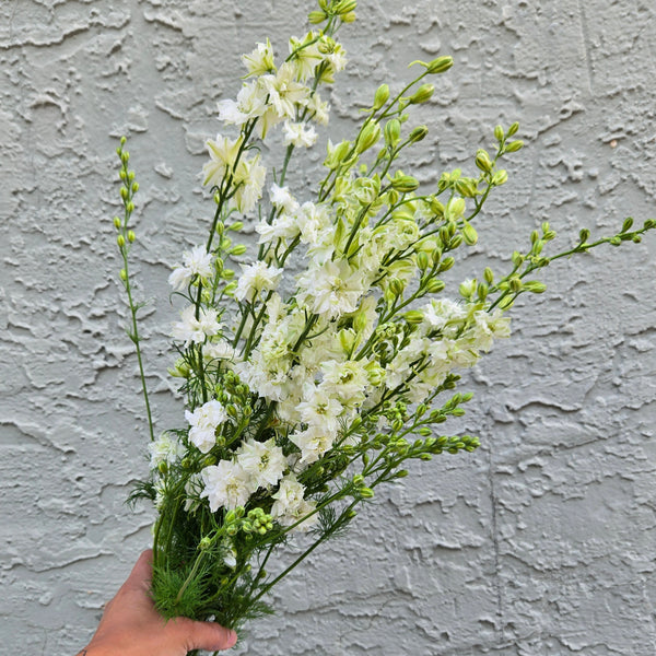 LOCAL Larkspur