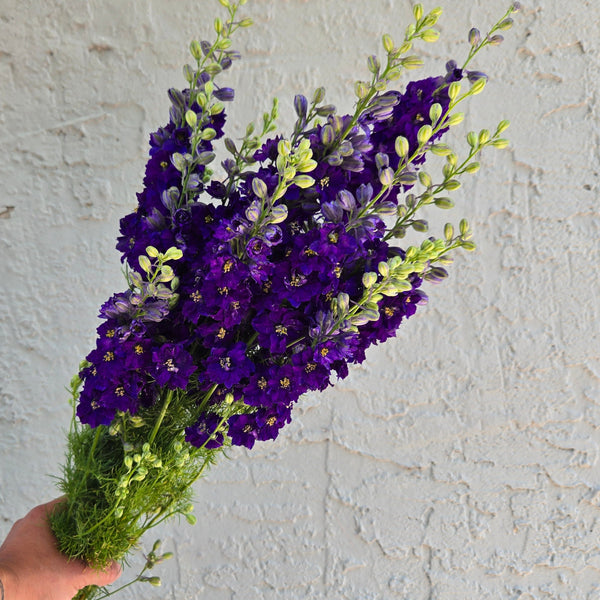 LOCAL Larkspur