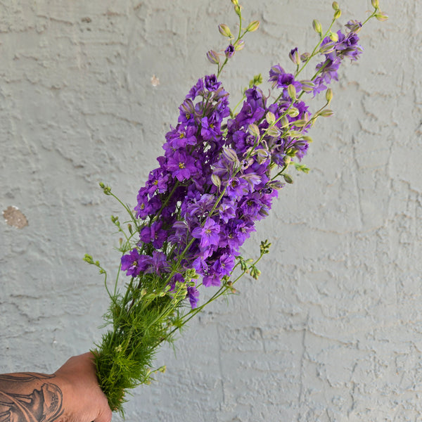 LOCAL Larkspur