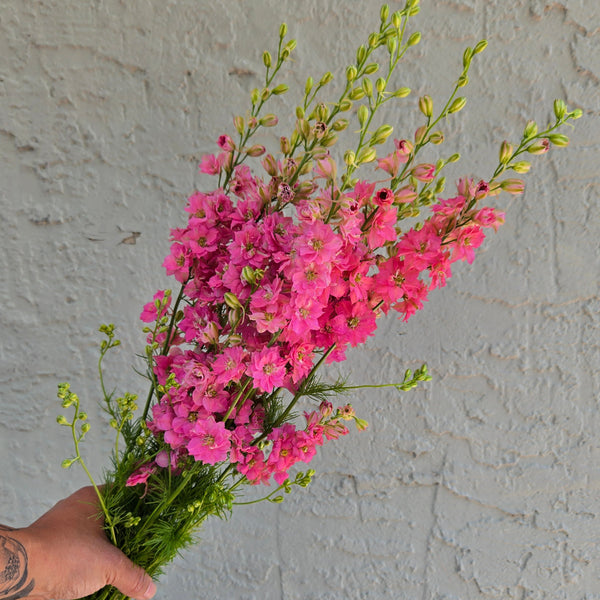 LOCAL Larkspur