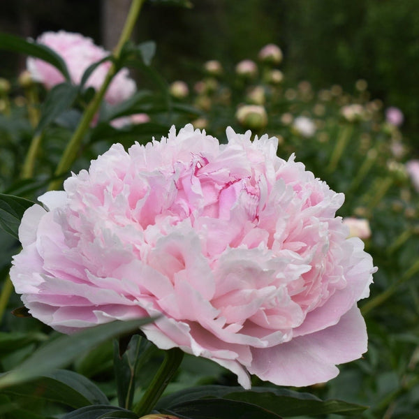 Alaskan Peonies