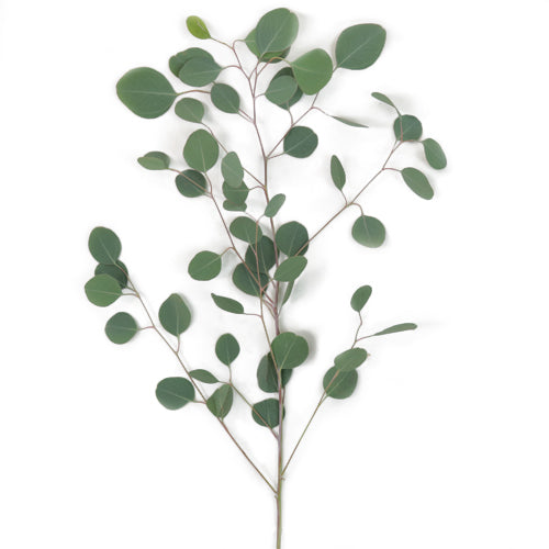Eucalyptus | per bunch
