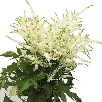 Astilbe