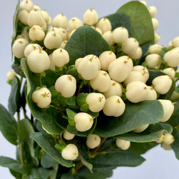 Hypericum