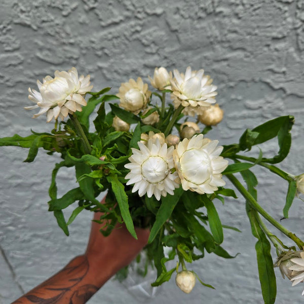 LOCAL Strawflower