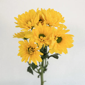 Mum | Daisy