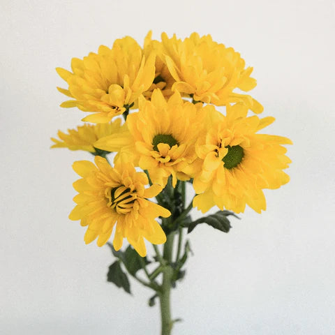 Mum | Daisy