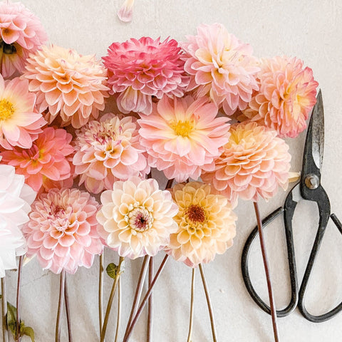 Daze of Dahlias