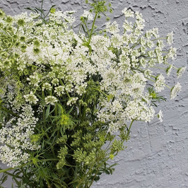 Queen Anne's Lace | Local