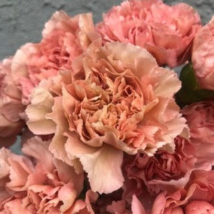 Carnation