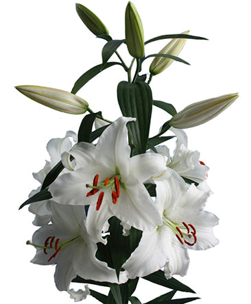 Lily| Oriental