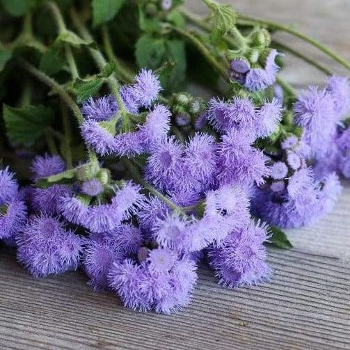 LOCAL Ageratum