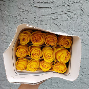 Rose | Standard
