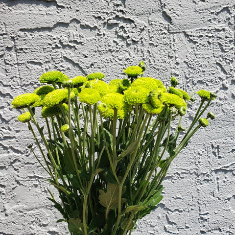 Ivory Button Mums Flowers – Page 2 – Cut Flower Exchange