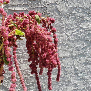 Amaranthus | Hanging