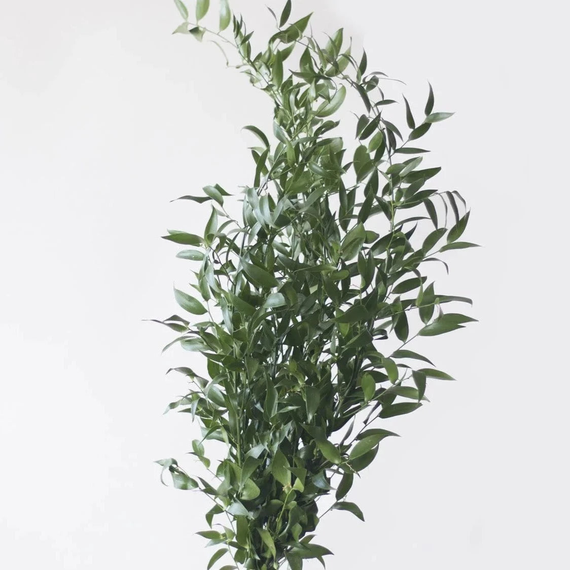 Italian Ruscus