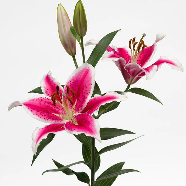 Lily| Oriental