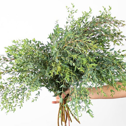Eucalyptus | per bundle