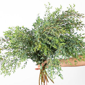 Eucalyptus | per bundle