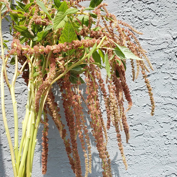 Amaranthus | Hanging