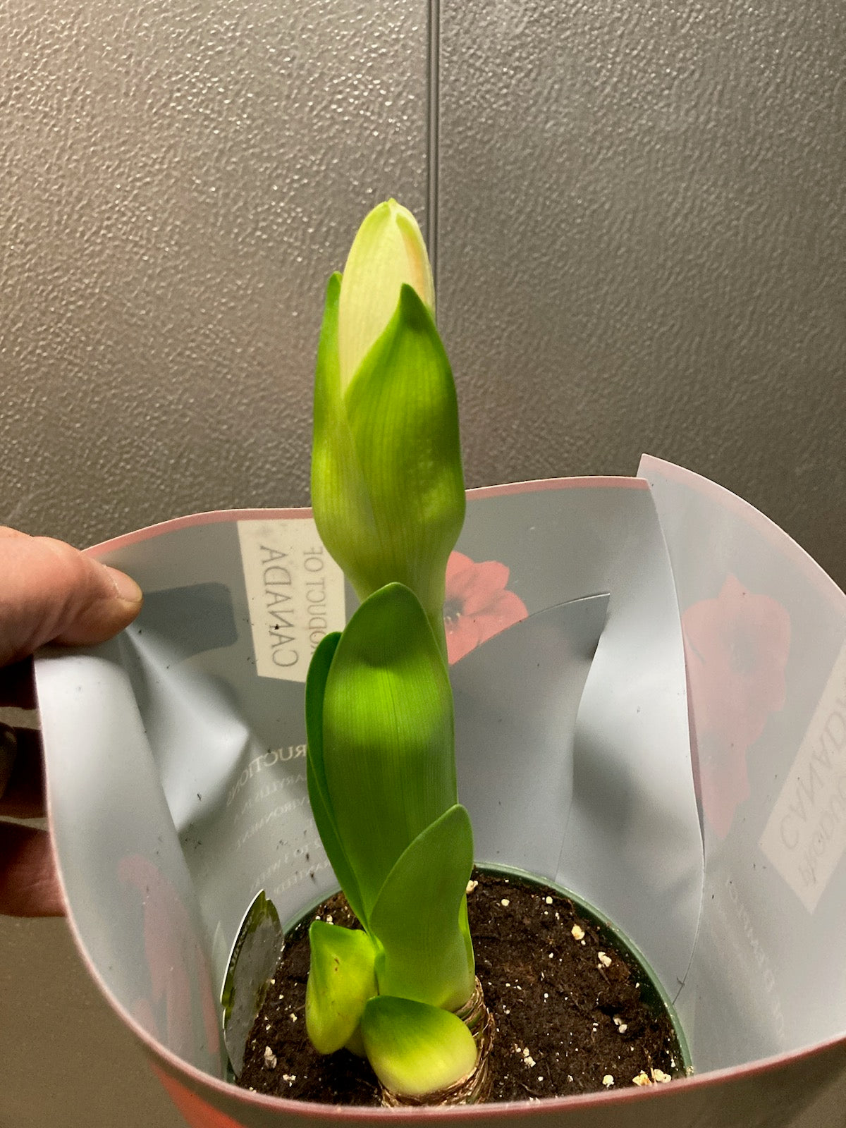 6" Amaryllis plant